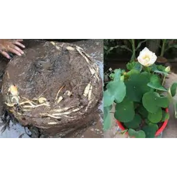 7a-lotus plant-236310-57165.webp